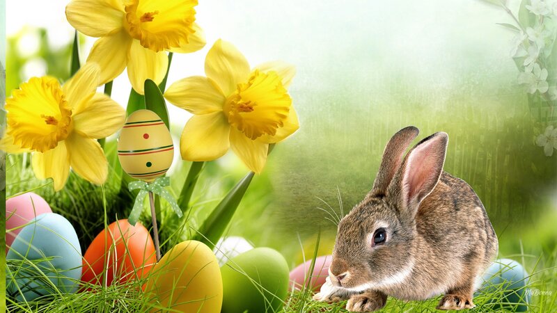 Brown Rabbit in Grass — Green, Serene, Spring, Photograph, Daffodils
