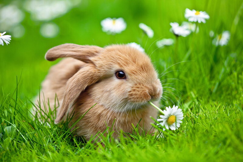 Brown Rabbit in Grass — Green, Serene, Spring, Photograph