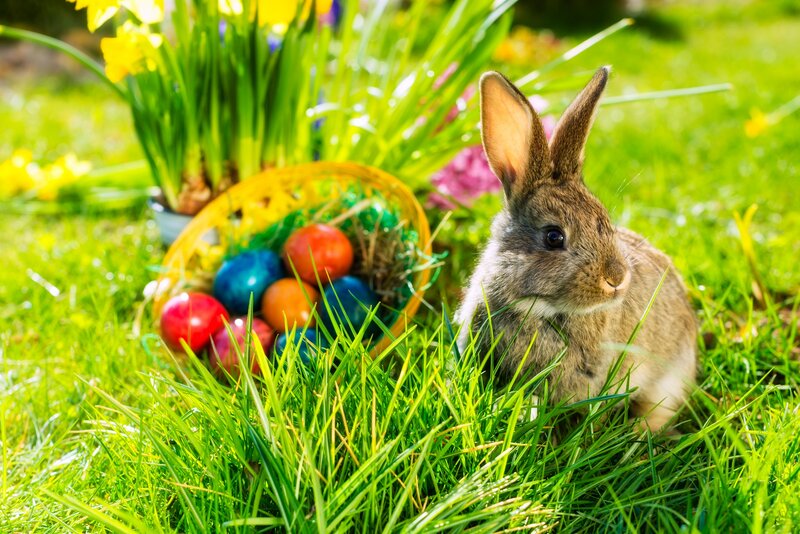 Brown Rabbit in Grass — Green, Serene, Spring