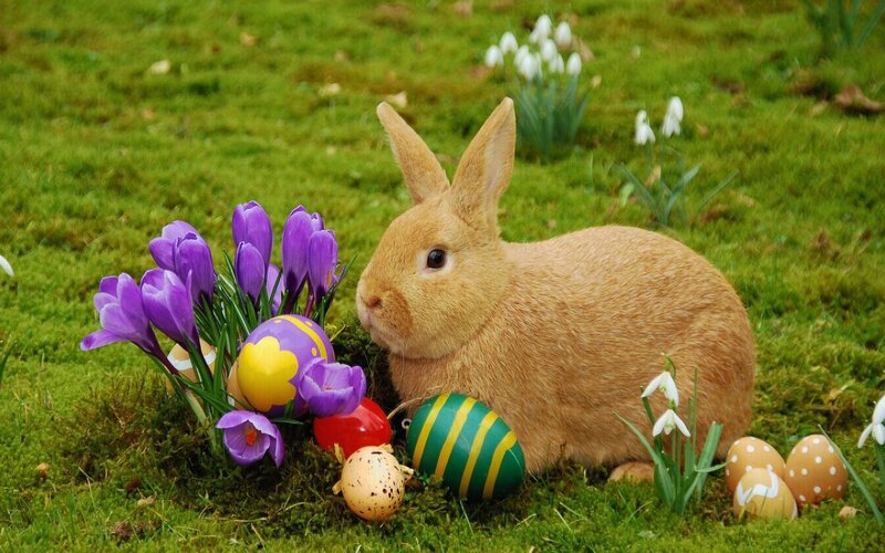Brown Rabbit in Grass — Green, Serene
