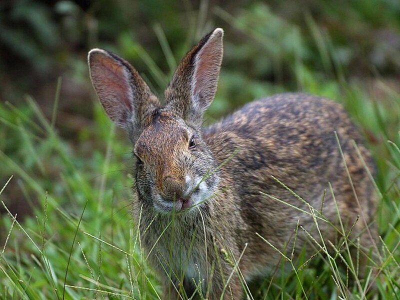 Brown Rabbit in Grass — Green
