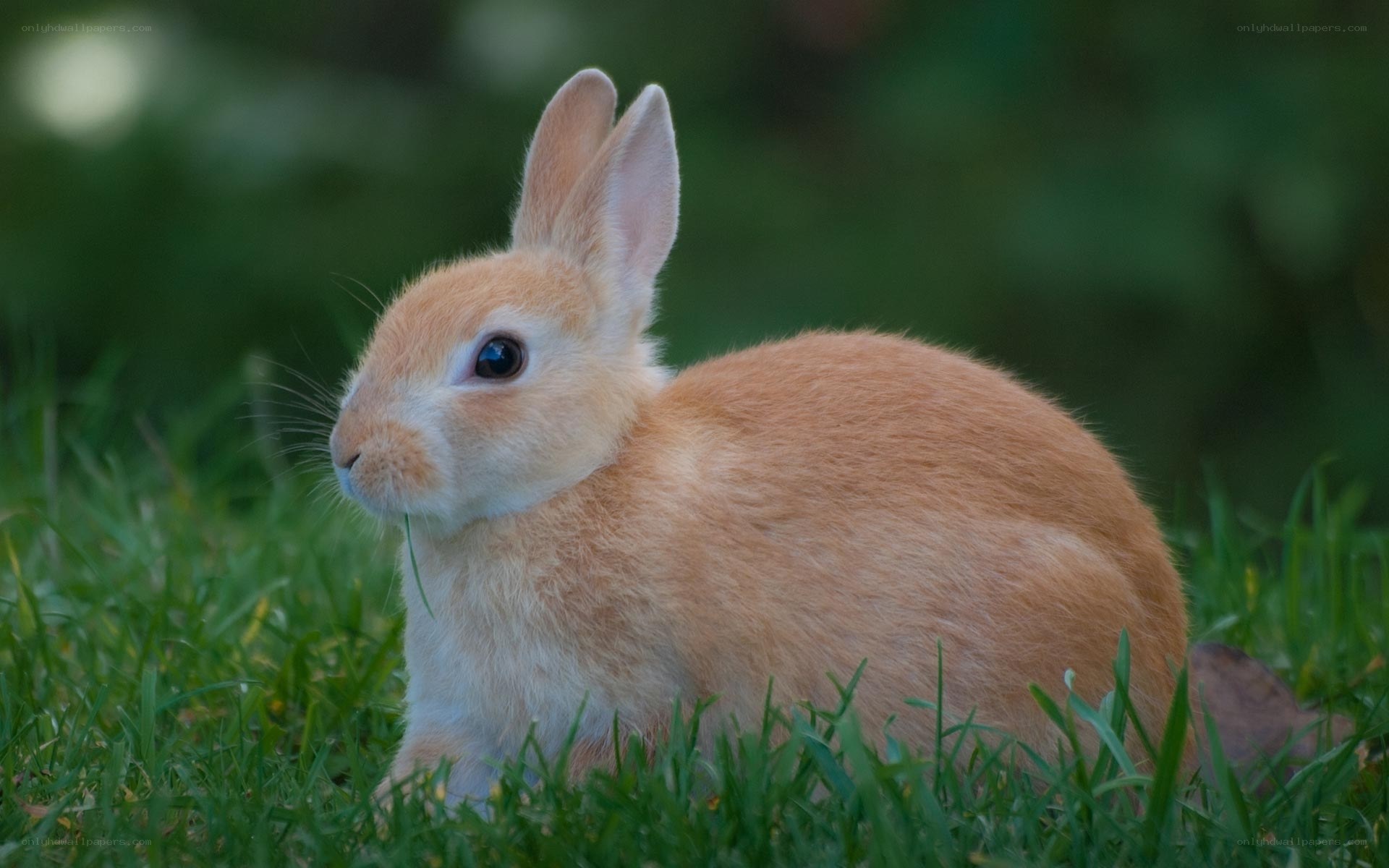 brown rabbit in grass