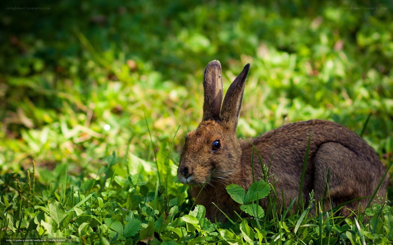 brown rabbit in green grass