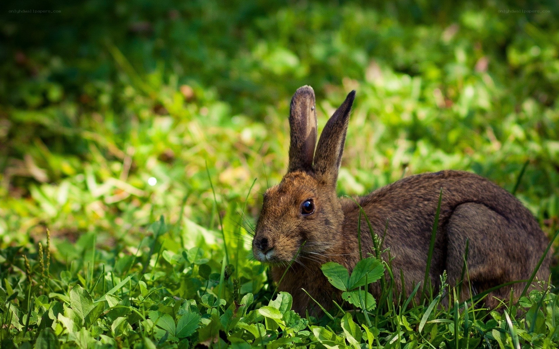 brown rabbit in green grass
