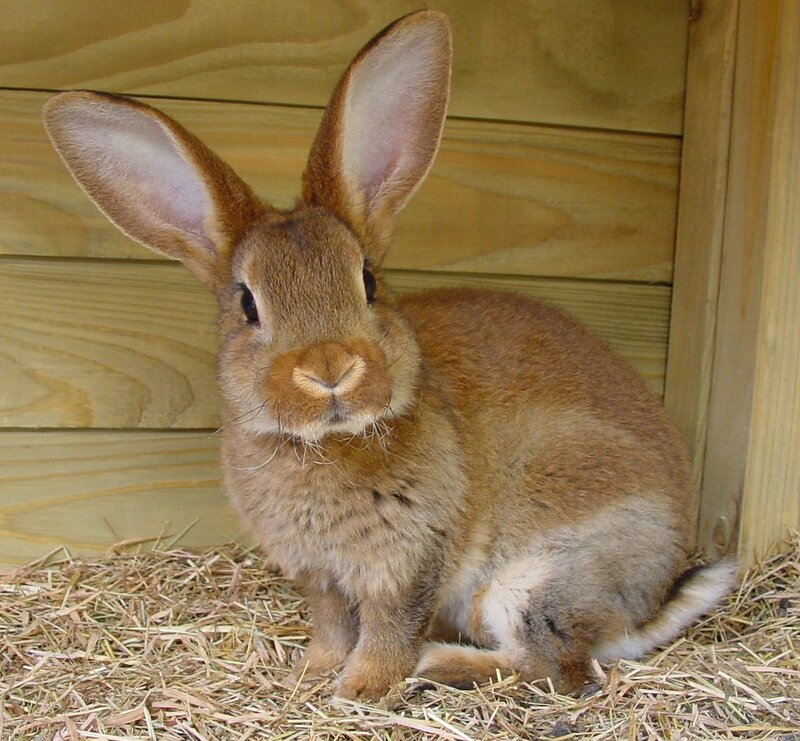 Brown Rabbit in Hutch