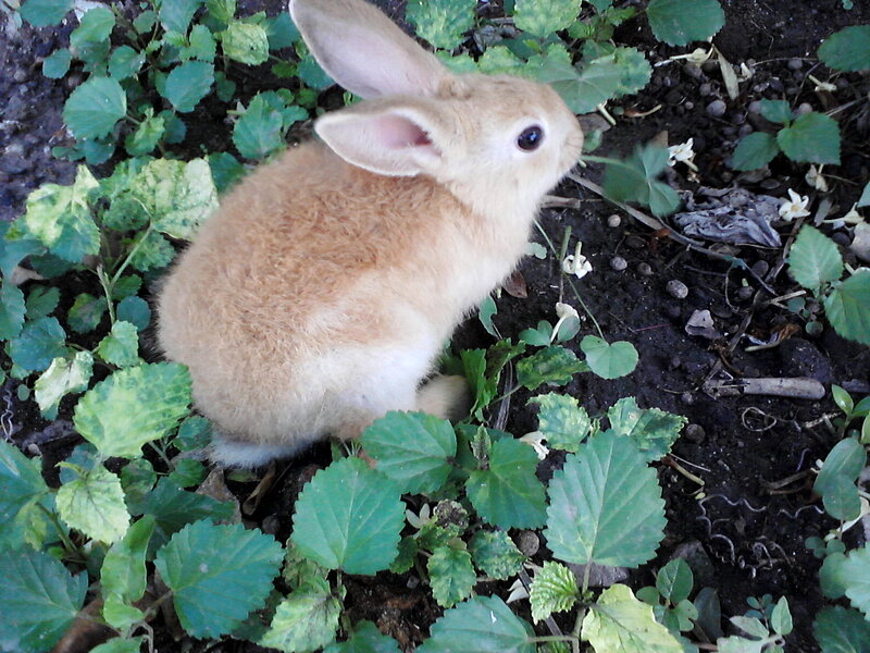 Brown Rabbit in Plants