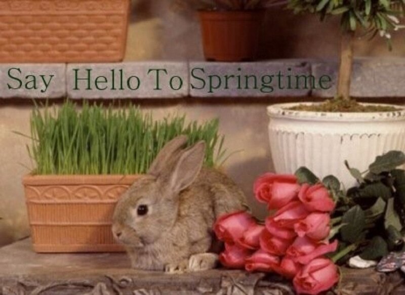 Brown Rabbit in Pot