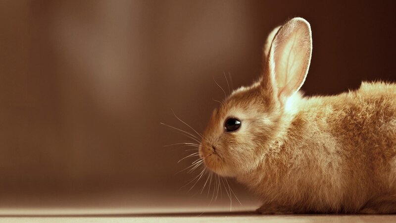 Brown Rabbit in Profile — Calm, Photograph, Whiskers