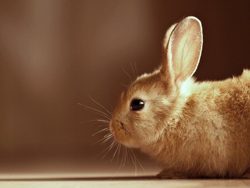 Brown Rabbit in Profile — Calm