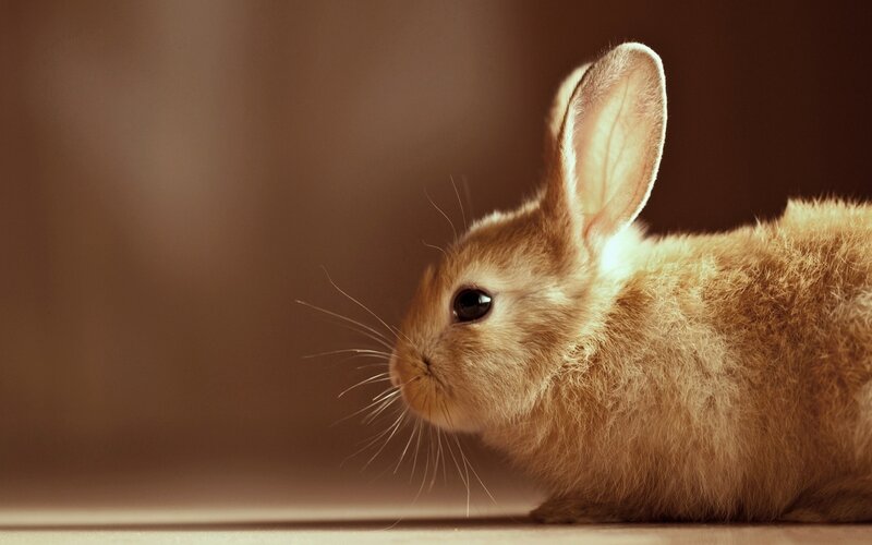brown rabbit in profile