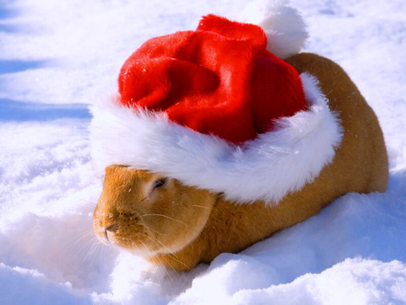 Brown Rabbit in Snow — Red