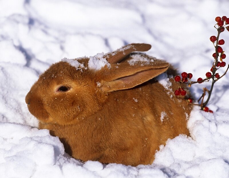 Brown Rabbit in Snow — White, Calm