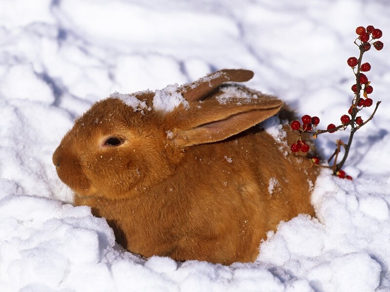 Brown Rabbit in Snow — White, Calm, Winter