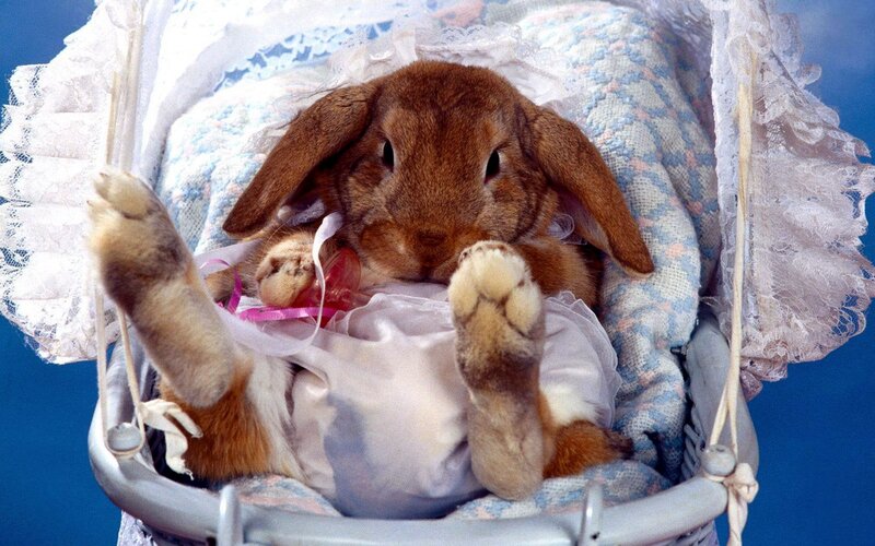 Brown Rabbit in Stroller — Blue
