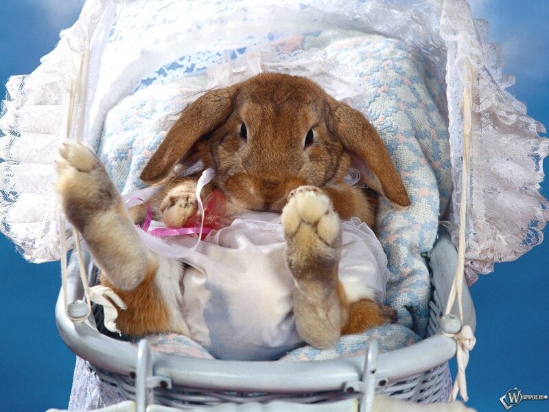 Brown Rabbit in Stroller