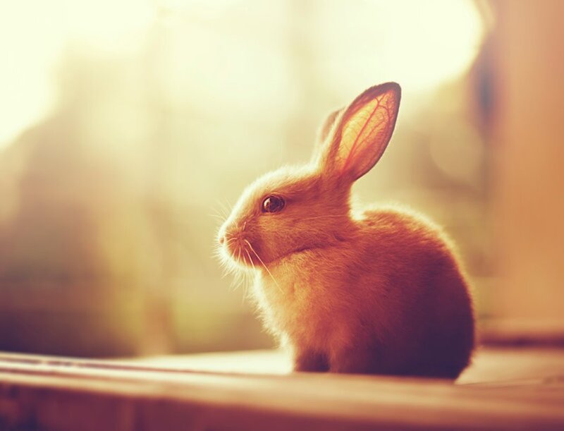 Brown Rabbit in Sunlight