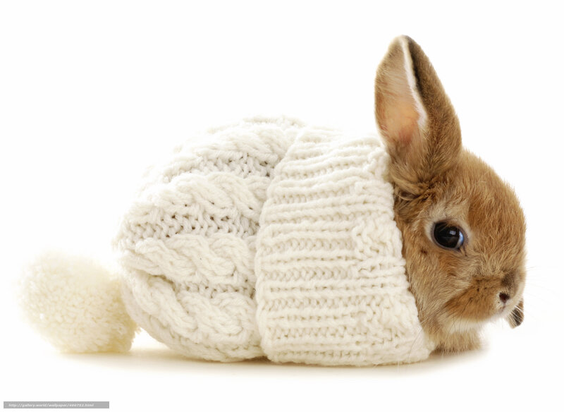 Brown Rabbit in Sweater — White, Calm
