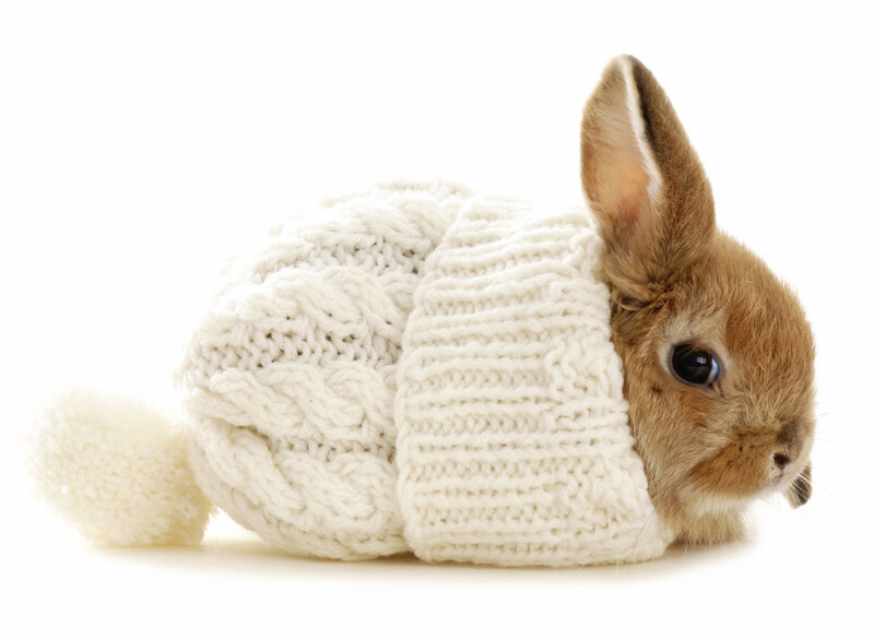 Brown Rabbit in Sweater — White