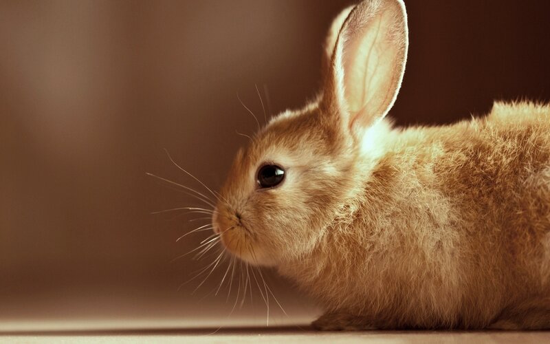 brown rabbit in warm light
