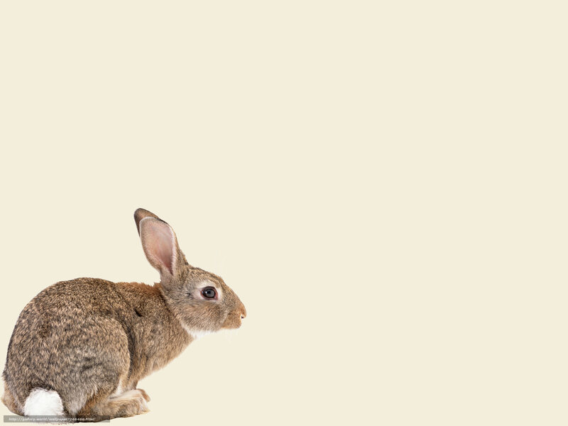 brown rabbit on beige background