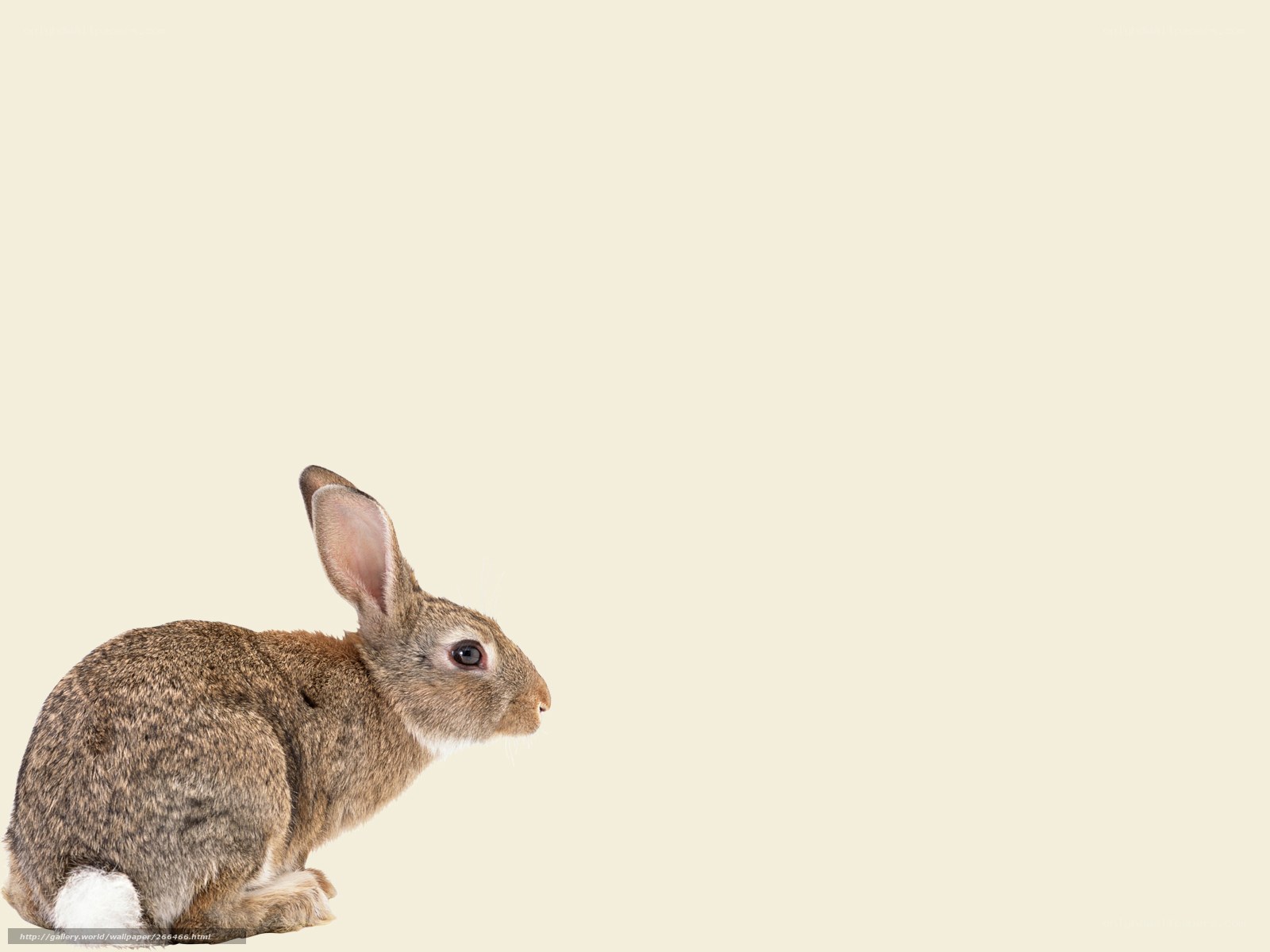 brown rabbit on beige background