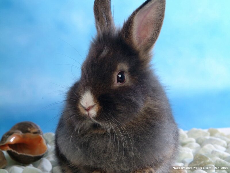 brown rabbit on blue background