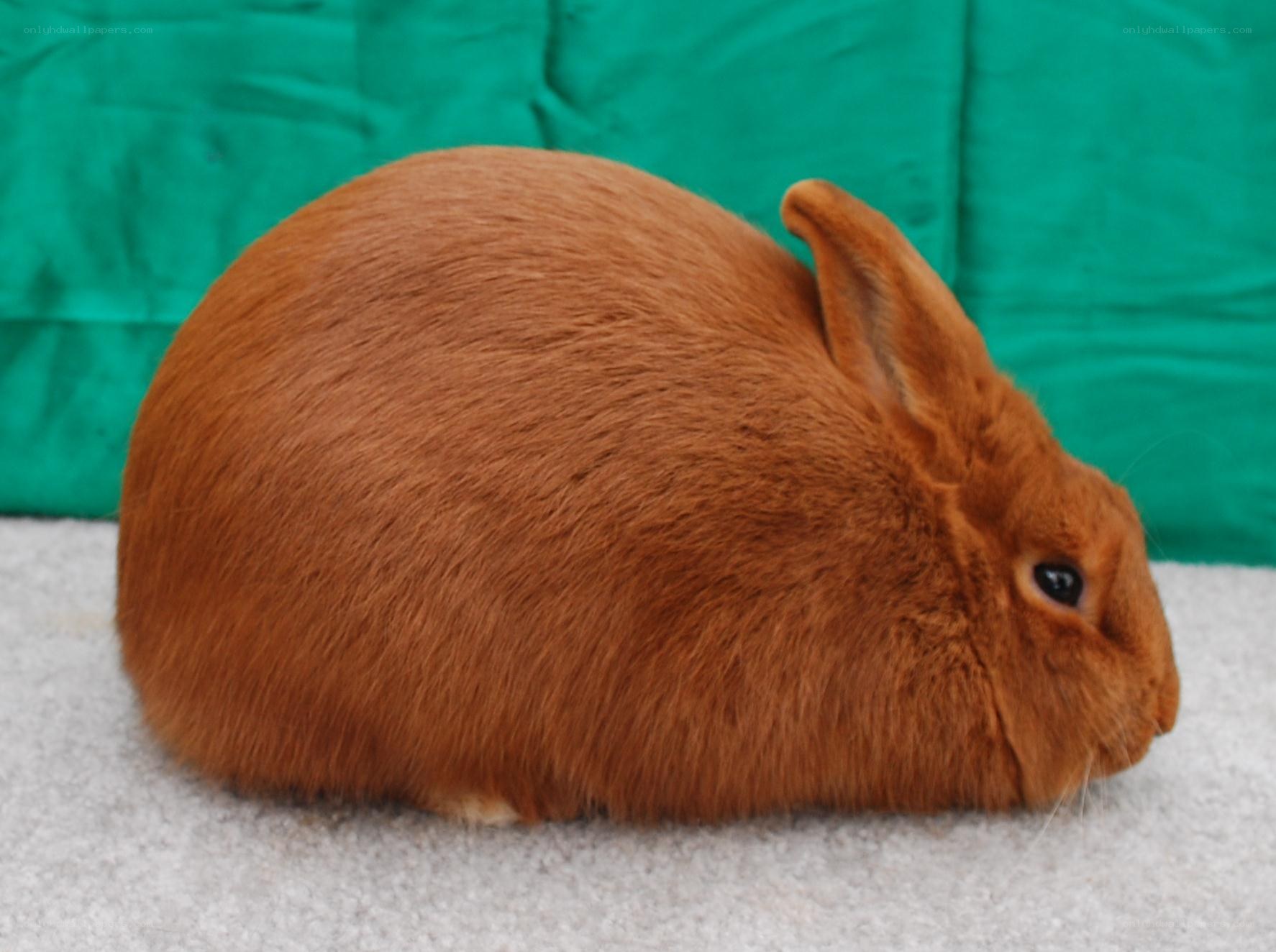 brown rabbit on carpet