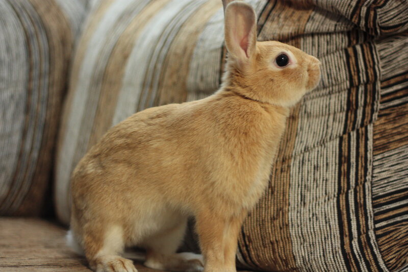 Brown Rabbit on Couch — Calm