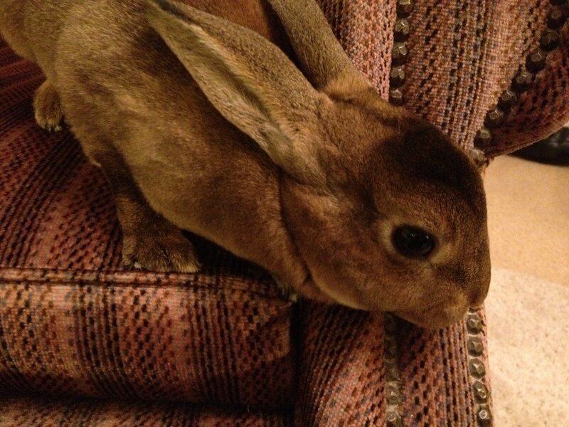 brown rabbit on couch
