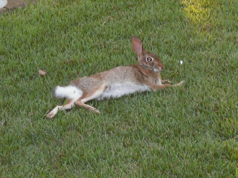 Brown Rabbit on Grass — Green