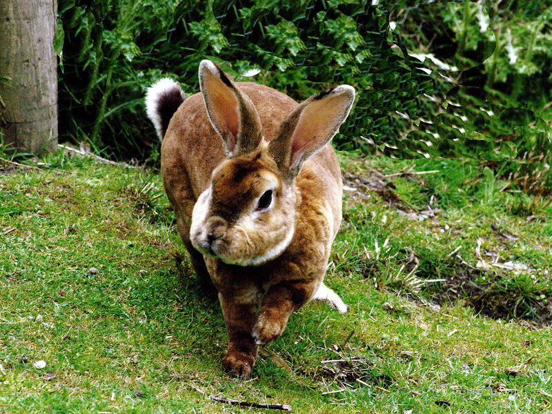 brown rabbit on grass