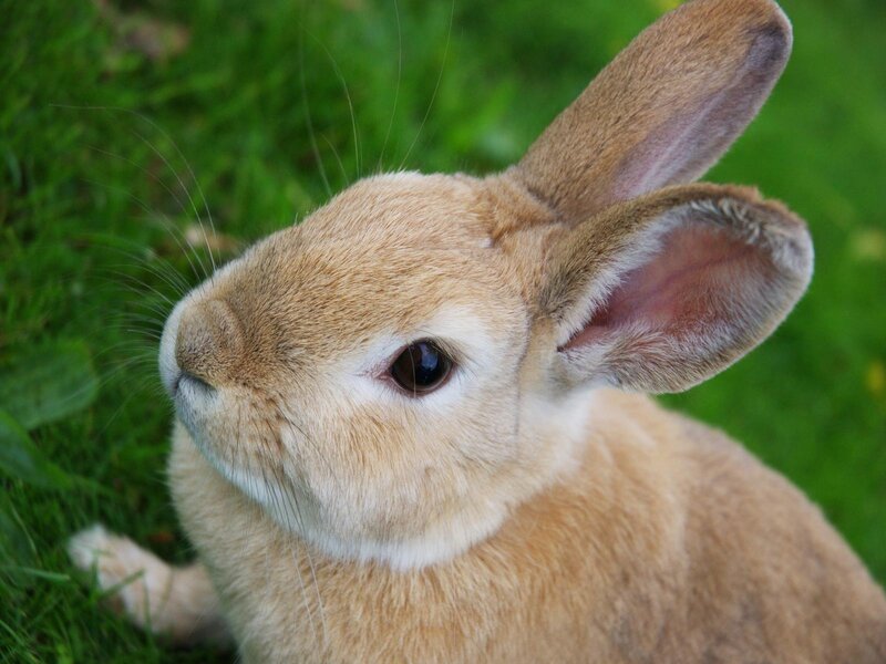 brown rabbit on green grass