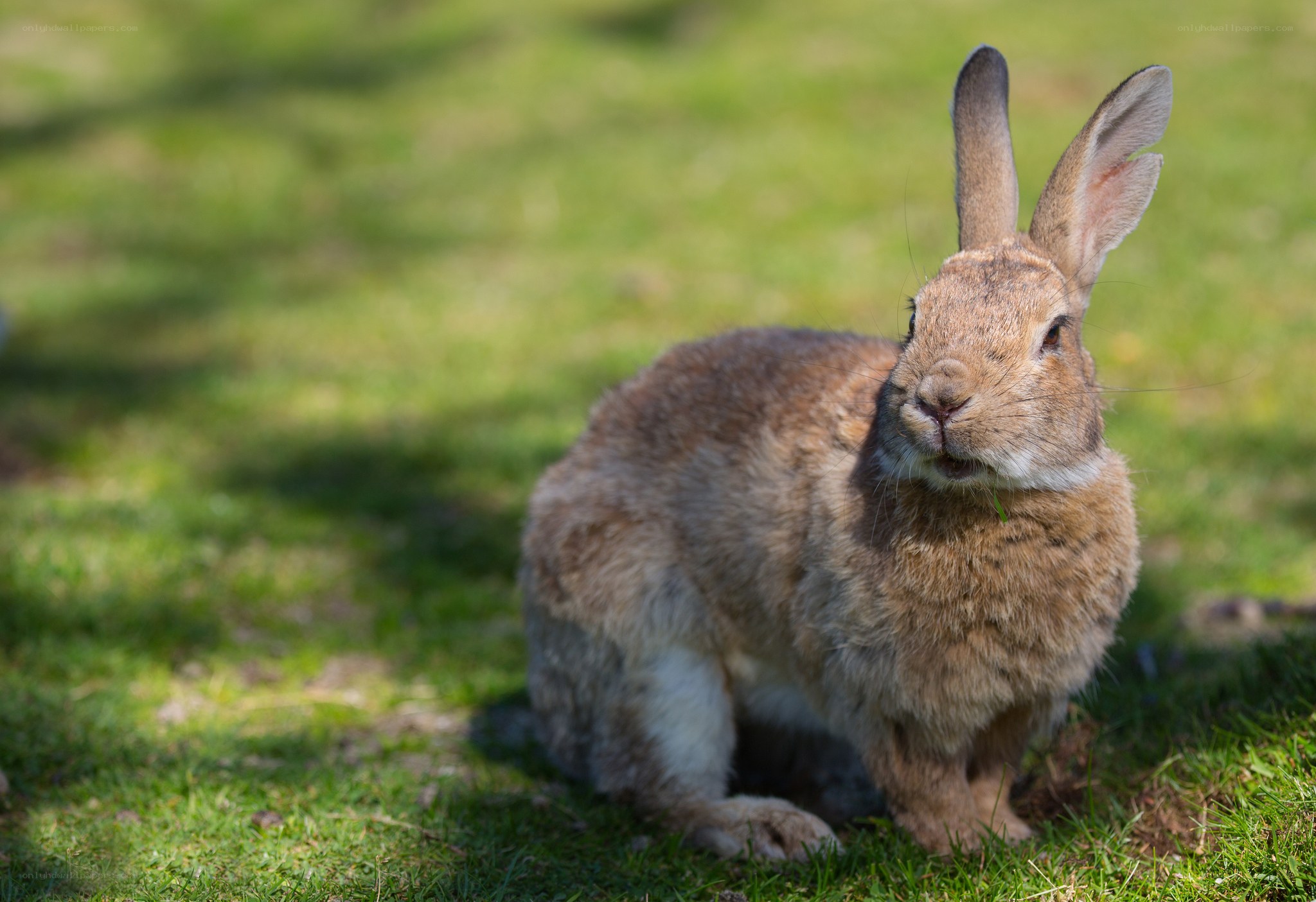 brown rabbit on green grass