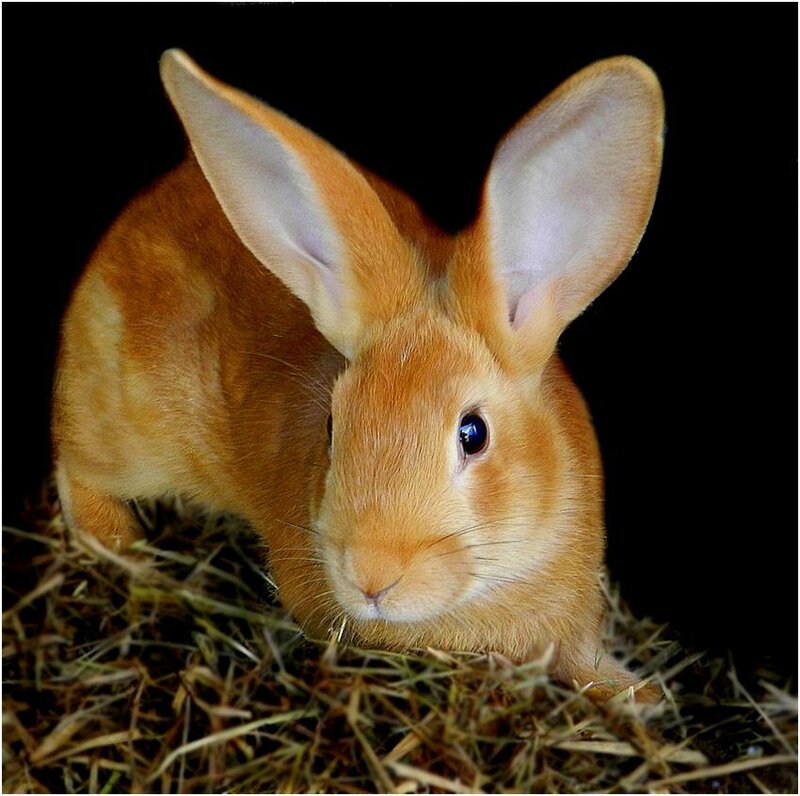 Brown Rabbit on Hay