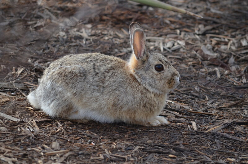 Brown Rabbit on Mulch