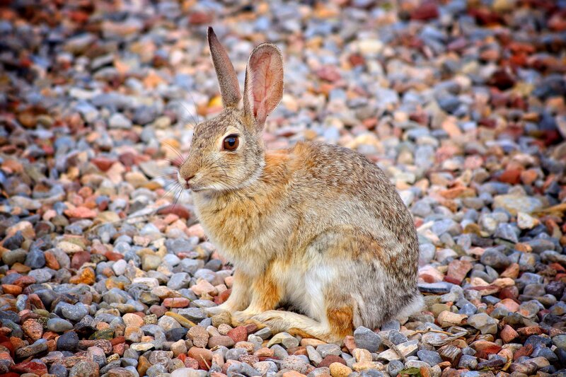 Brown Rabbit on Pebbles