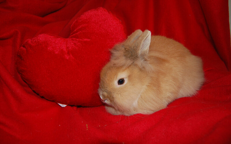 Brown Rabbit on Red Blanket