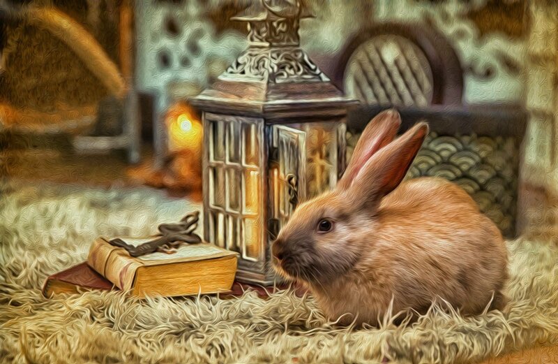 Brown Rabbit on Rug — Cozy