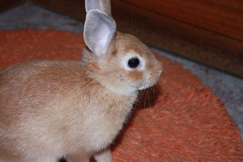 brown rabbit on rug
