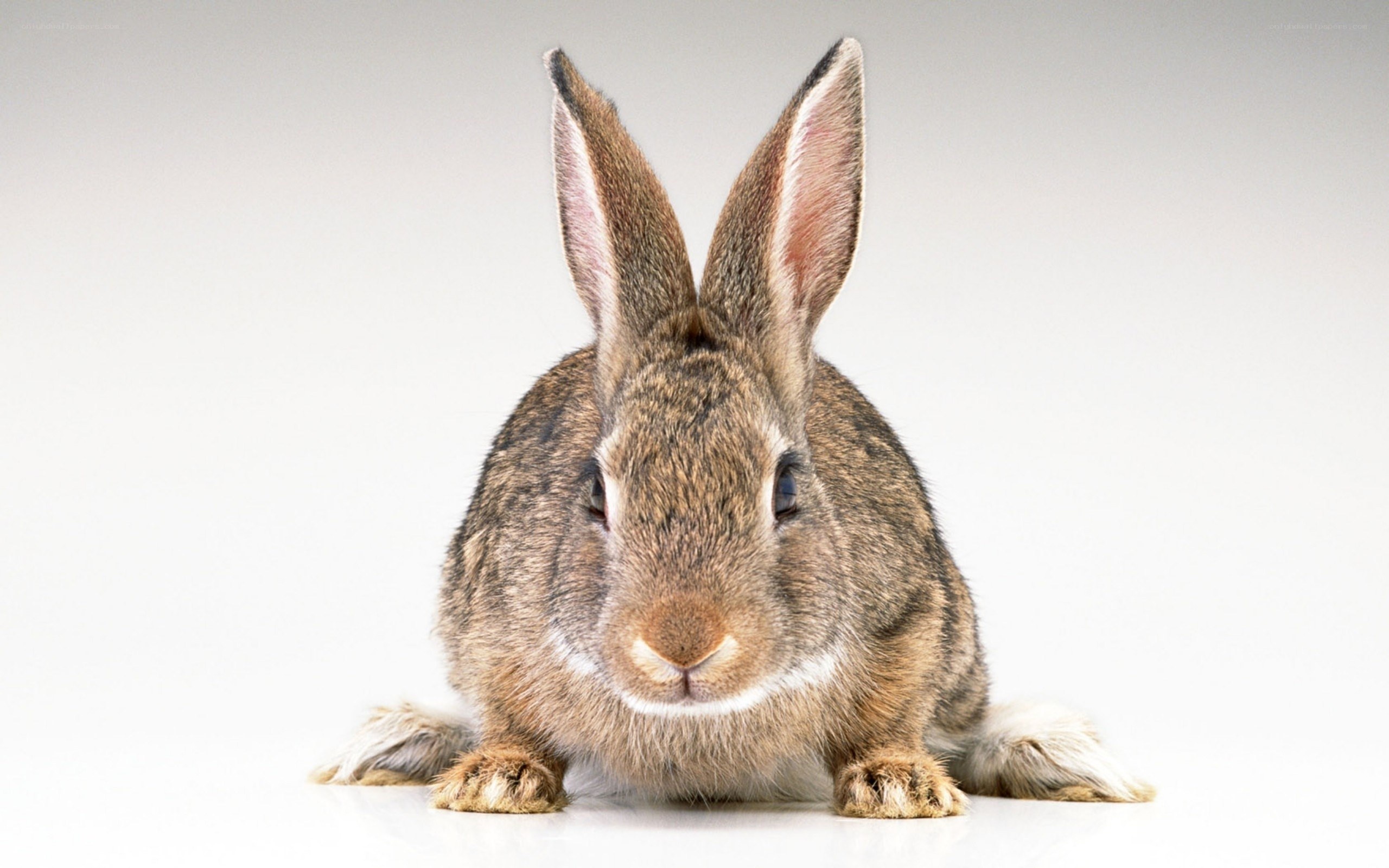 brown rabbit on white background