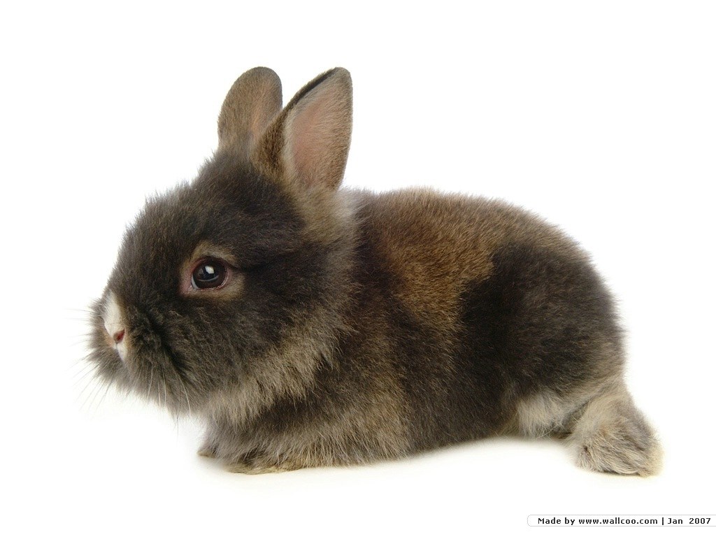 brown rabbit on white background