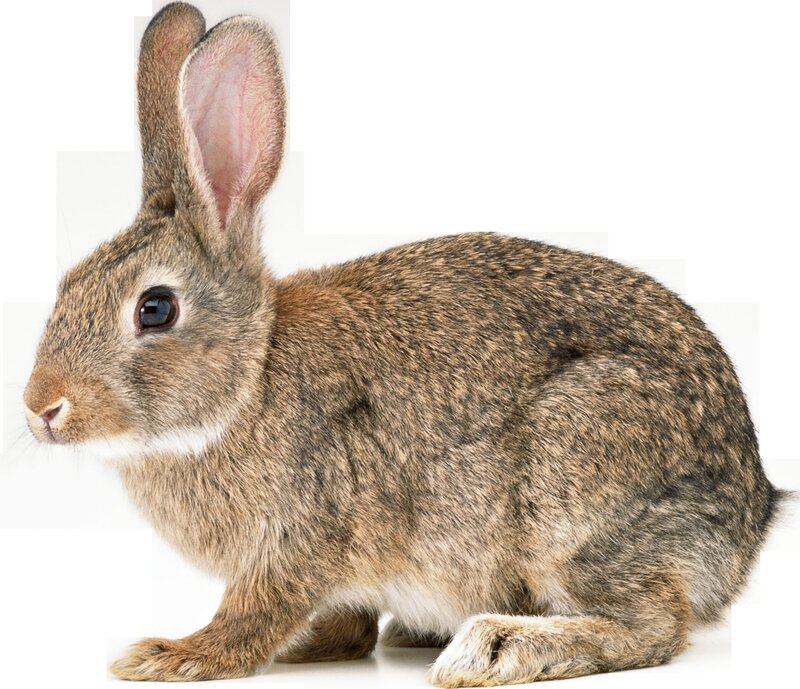brown rabbit on white background