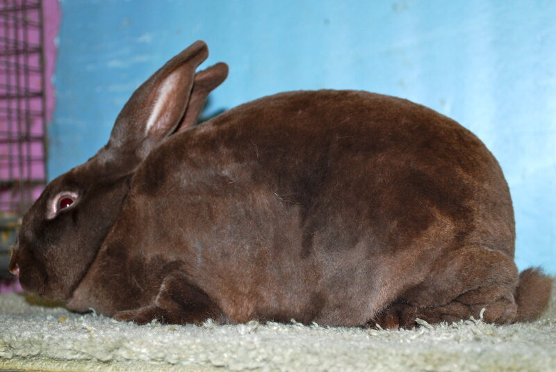 Brown Rabbit Sitting — Calm