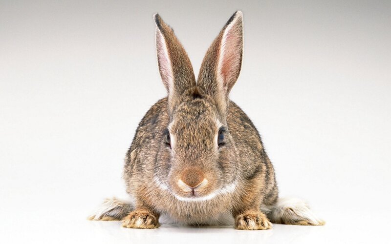 Brown Rabbit Sitting — Gray