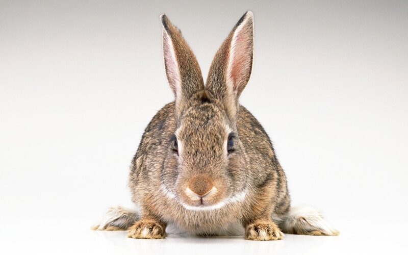 Brown Rabbit Sitting — Neutral, Photograph