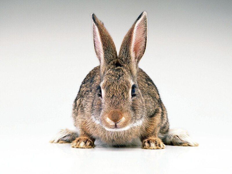 Brown Rabbit Sitting — Neutral