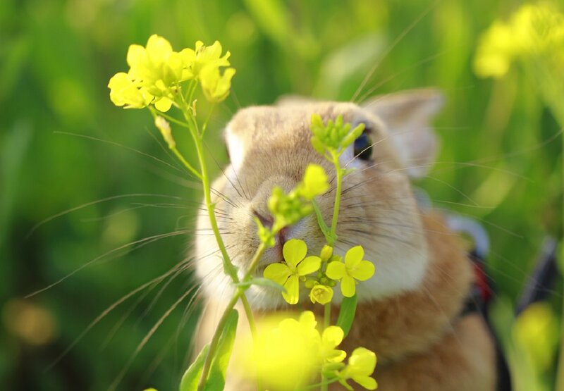 Brown Rabbit Sniffing Flowers