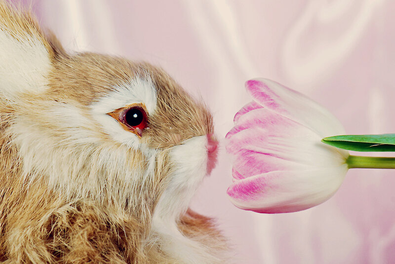 Brown Rabbit Sniffing Tulip