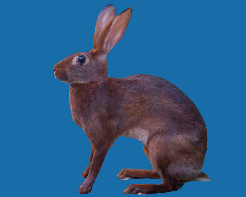 Brown Rabbit Standing — Blue