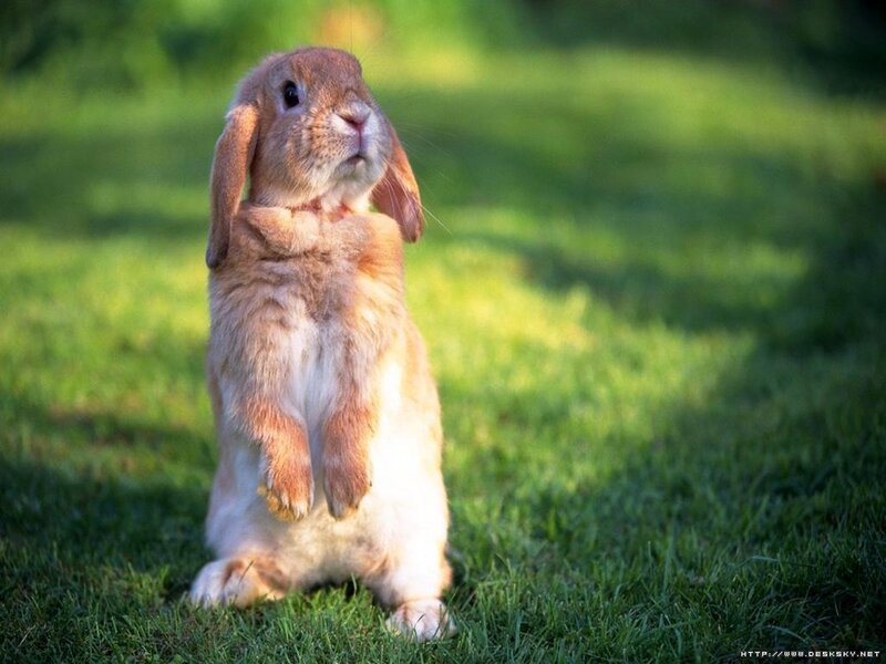 brown rabbit standing on grass